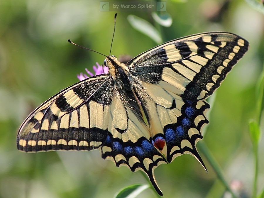 Papilio machaon